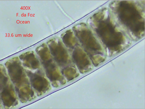 Bangia atropurpurea observed 2023-07-29
