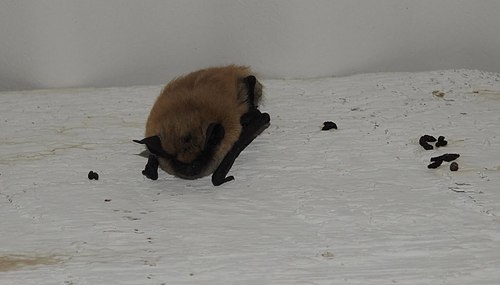 Western Small-footed Myotis photographed in Nebraska