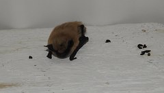 Myotis ciliolabrum