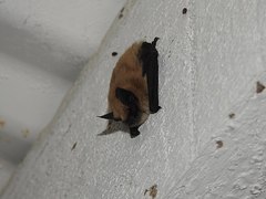 Myotis ciliolabrum