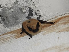 Myotis ciliolabrum