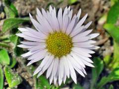 Erigeron komarovii