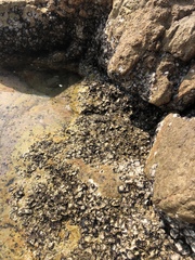 Saccostrea cuccullata