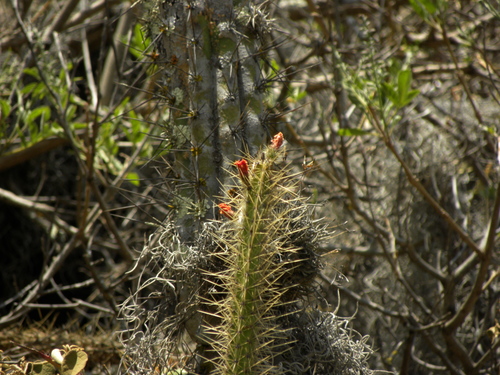 Image of Corryocactus erectus by (c) Steven Bodzin, some rights reserved (CC BY)