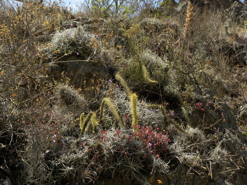 Image of Corryocactus erectus by (c) Steven Bodzin, some rights reserved (CC BY)