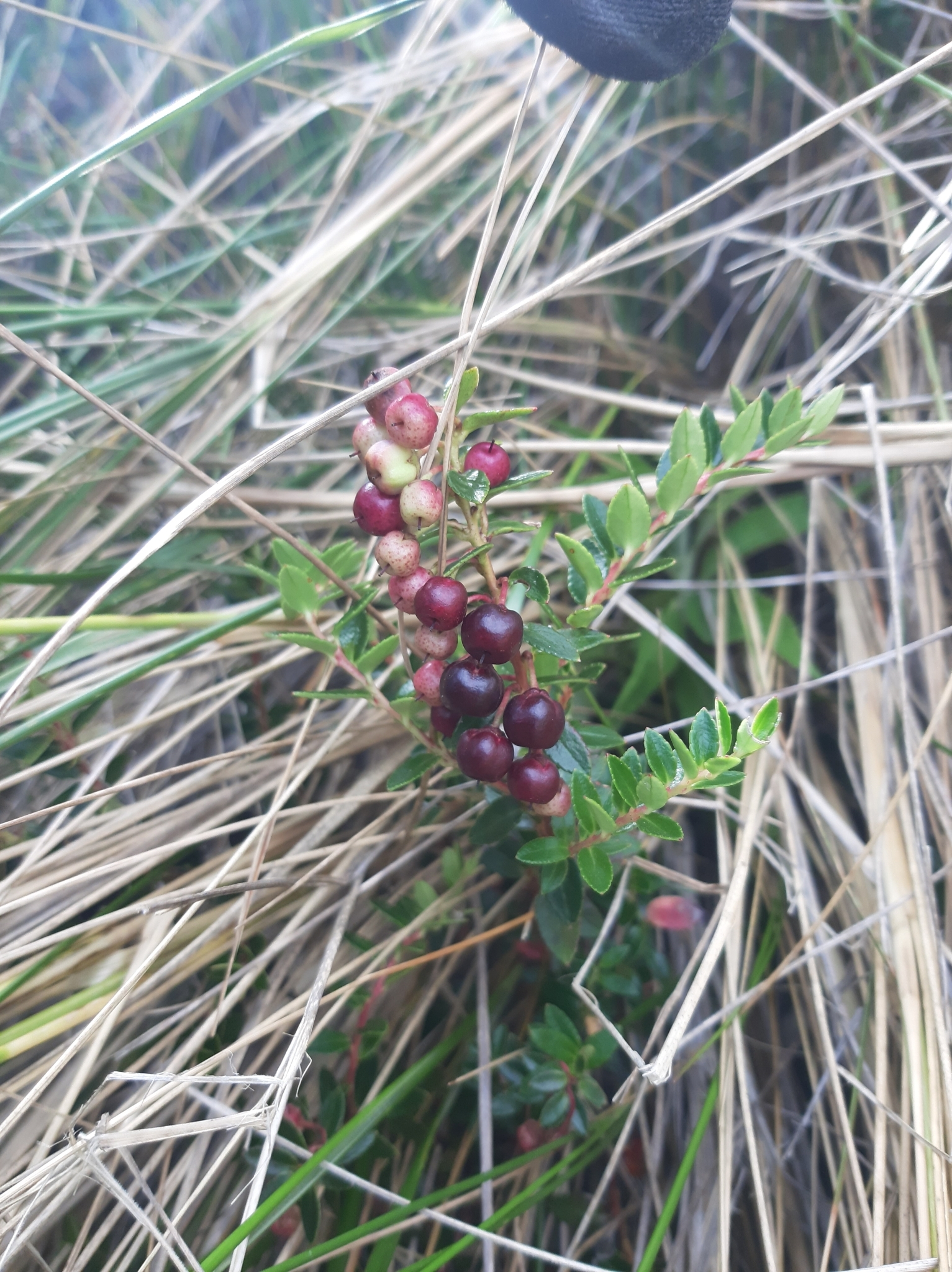 Gaultheria myrsinoides image