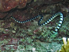 Banded sea krait