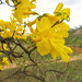 Handroanthus chrysanthus chrysanthus - Photo (c) Eduardo Dios, algunos derechos reservados (CC BY-NC-SA)