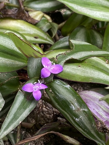 Zebra-Ampelkraut (Tradescantia zebrina): Herkunft und Verwendung — Foto 1