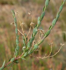 Osteospermum polygaloides
