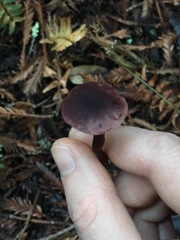 Pseudobaeospora deckeri