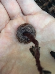 Pseudobaeospora deckeri