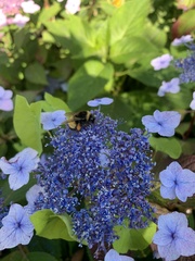 Bombus terricola image