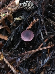 Pseudobaeospora deckeri