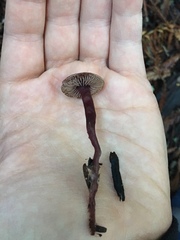 Pseudobaeospora deckeri