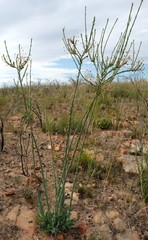 Osteospermum polygaloides