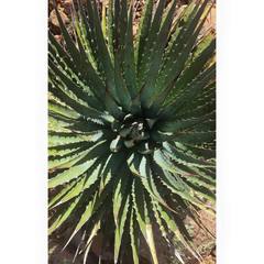 Agave utahensis kaibabensis