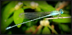 Pseudagrion decorum