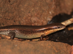 Eutropis macularia