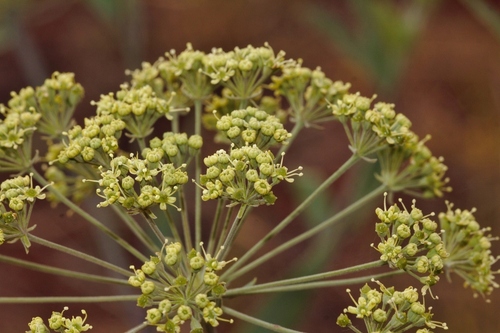 Heteromorpha involucrata image