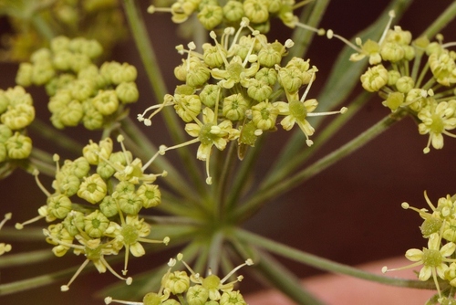 Heteromorpha involucrata image