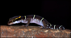 Boulenger's Indian Gecko photo 4