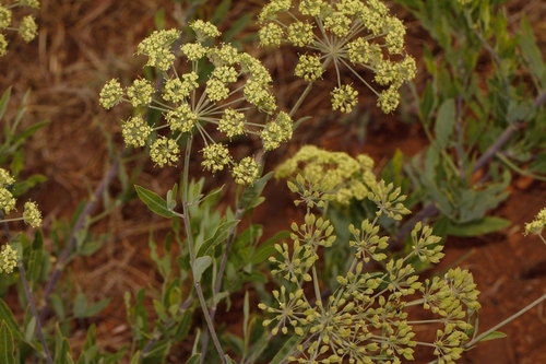 Heteromorpha involucrata image