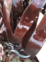 Prionitis lanceolata