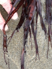 Prionitis lanceolata