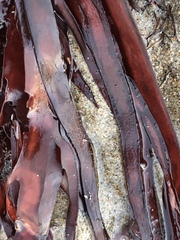 Prionitis lanceolata