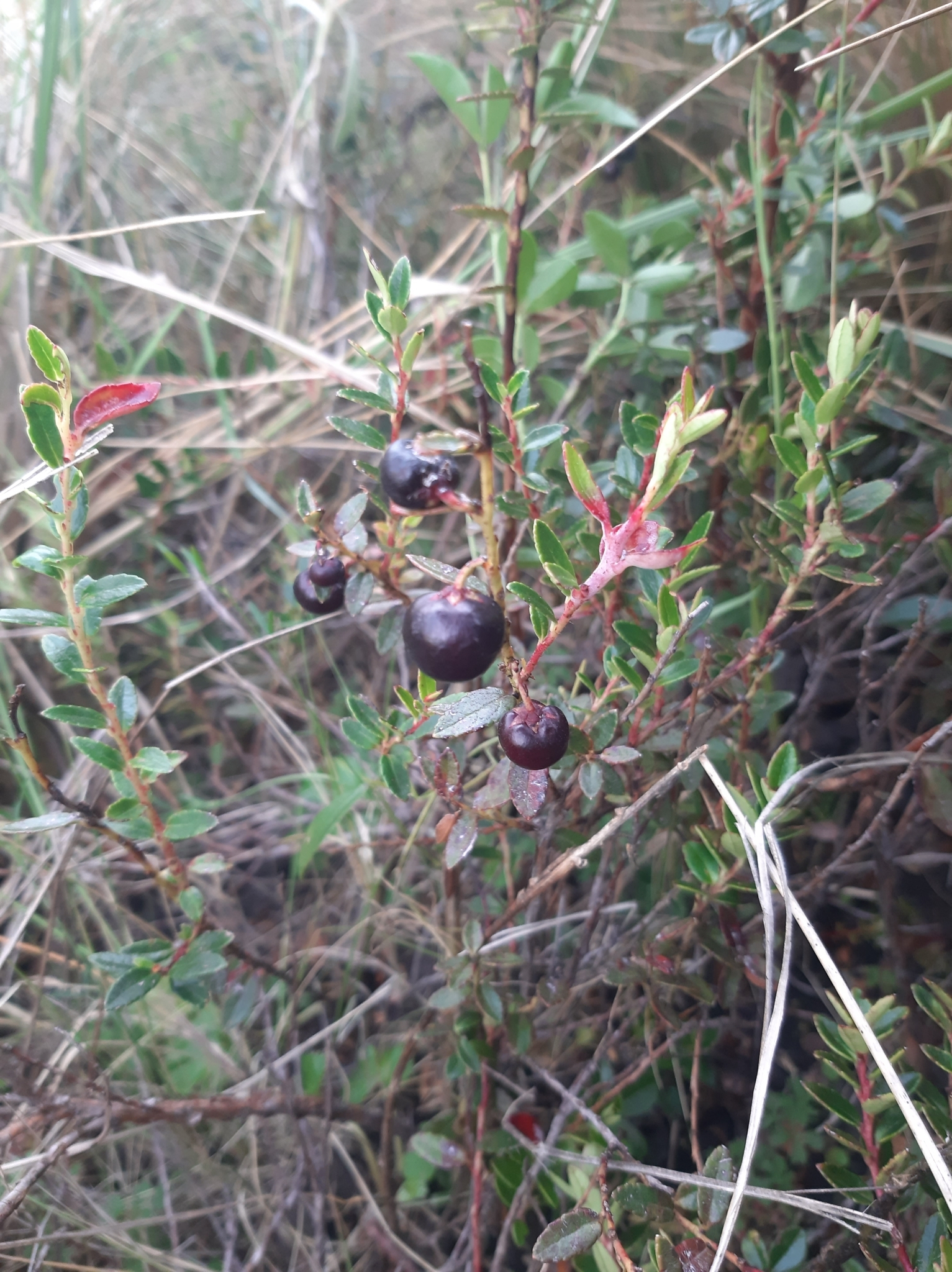 Gaultheria myrsinoides image