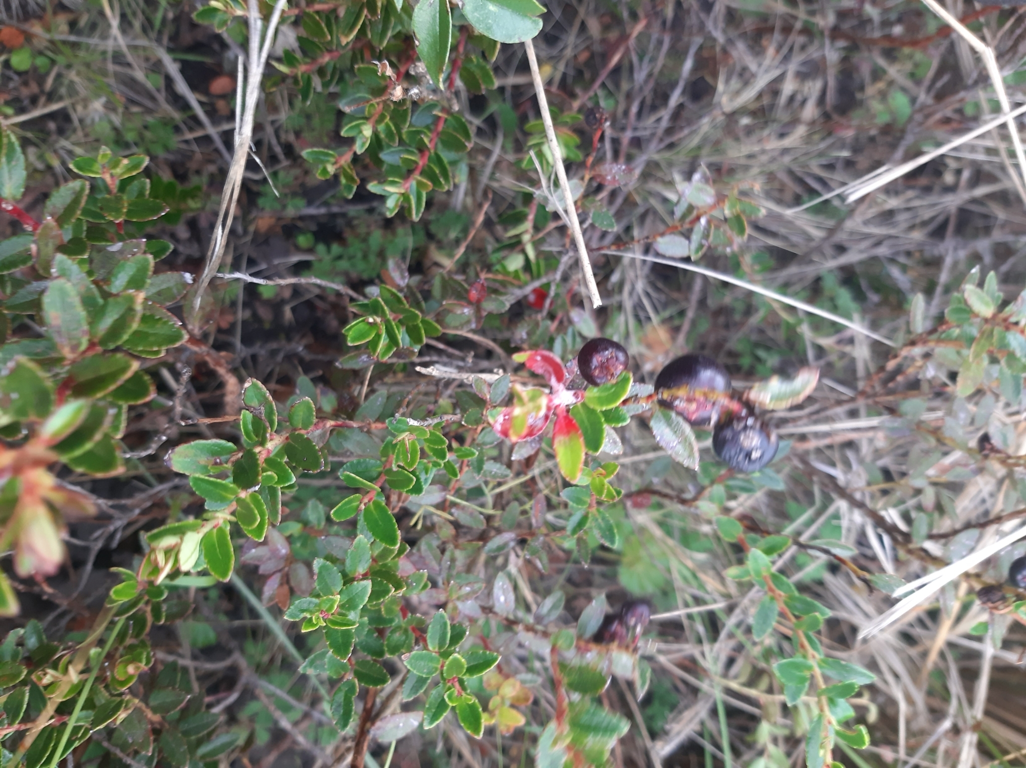 Gaultheria myrsinoides image