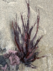 Prionitis lanceolata
