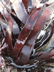 Prionitis lanceolata
