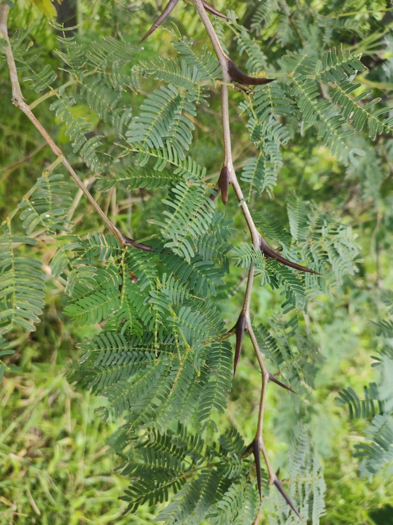 bullhorn acacia from Veracruz, MX on July 28, 2023 at 05:08 PM by Diana ...