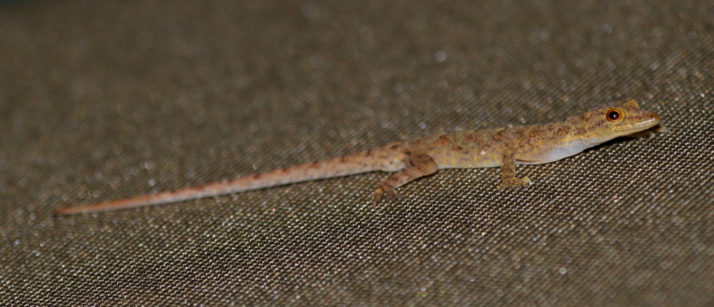 Goan Day Gecko