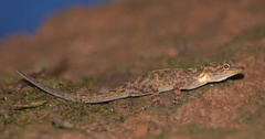 Cnemaspis ajijae