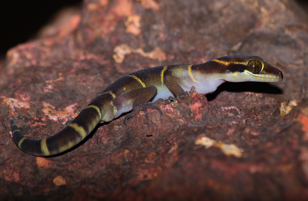 Banded Ground Gecko