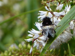 Helophilus cingulatus