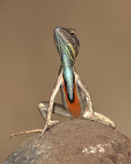 Deccan Fan-Throated Lizard photo 2