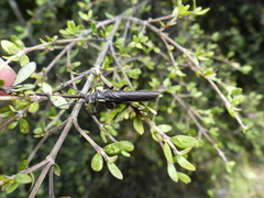 Austroperla cyrene