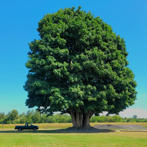 bigleaf maple (Acer macrophyllum)