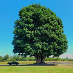 Acer macrophyllum