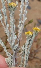 Pentzia dentata