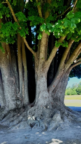 Acer macrophyllum