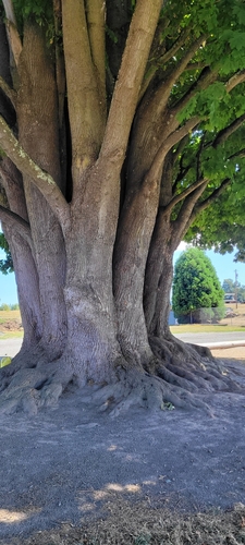 Acer macrophyllum