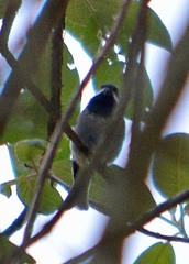 Poecile sclateri