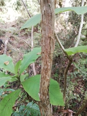 Brachyglottis hectorii