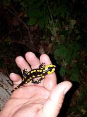 Salamandra salamandra