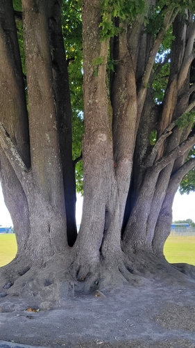 Acer macrophyllum